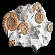 fossilien ammonit stufe gebraucht kaufen