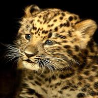 baby leopard gebraucht kaufen