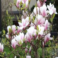 magnolie magnolia gebraucht kaufen