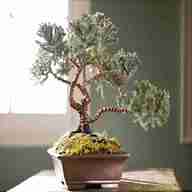 bonsai formen gebraucht kaufen