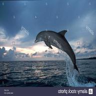 delfin delphin gebraucht kaufen