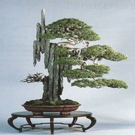 bonsai kunst gebraucht kaufen