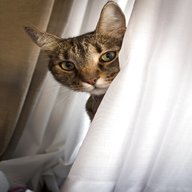 katzen gardine gebraucht kaufen