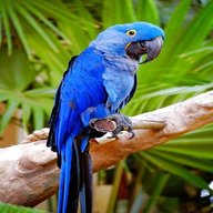 blauer ara papagei gebraucht kaufen
