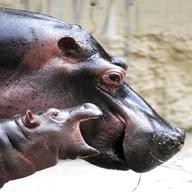 hippopotamus gebraucht kaufen