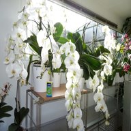 große orchideen gebraucht kaufen