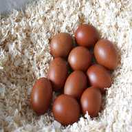 marans eier gebraucht kaufen