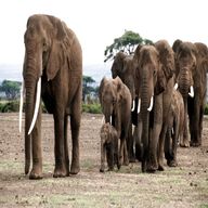 tuskers elefanten gebraucht kaufen