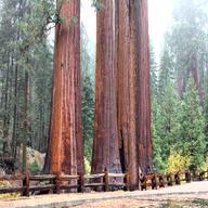 sequoia gebraucht kaufen
