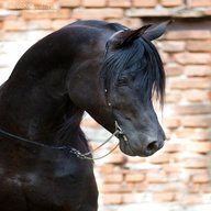 araber pferd schwarz gebraucht kaufen