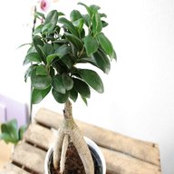bonsai pflanzen pflege gebraucht kaufen