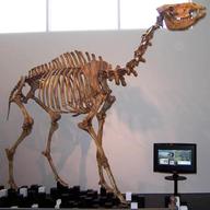 fossil camel gebraucht kaufen