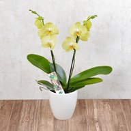 gelbe orchidee gebraucht kaufen