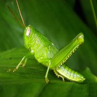 grasshopper gebraucht kaufen