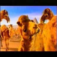 camel werbung gebraucht kaufen