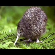kiwi new zealand gebraucht kaufen