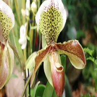 frauenschuh orchidee gebraucht kaufen