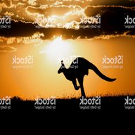 kangaroo at sunset gebraucht kaufen