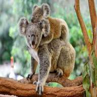koala baby gebraucht kaufen