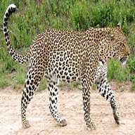 leoparden body gebraucht kaufen
