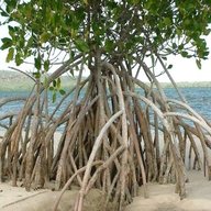 mangrovenwurzel gebraucht kaufen