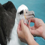 albatros gebraucht kaufen