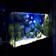 aquarium 500 liter gebraucht kaufen