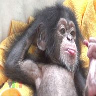 baby schimpansen gebraucht kaufen