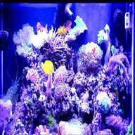 koralle aquarium gebraucht kaufen