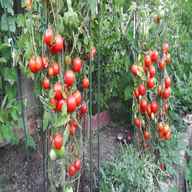 tomaten pflanzen gebraucht kaufen