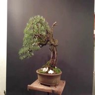 yamadori bonsai gebraucht kaufen