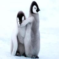 baby pinguin gebraucht kaufen