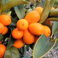 kumquat gebraucht kaufen