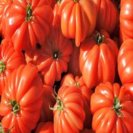 italienische tomaten gebraucht kaufen
