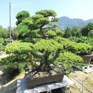 bonsai baume gebraucht kaufen
