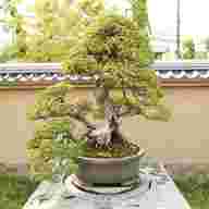 bonsai outdoor gebraucht kaufen