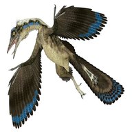 archaeopteryx gebraucht kaufen
