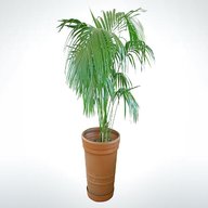 palme zimmerpflanze pflege gebraucht kaufen