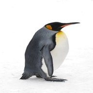 pinguin gebraucht kaufen