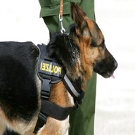 polizei hunde gebraucht kaufen