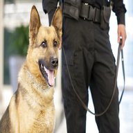 polizeihund gebraucht kaufen