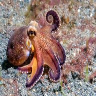 mares octopus gebraucht kaufen