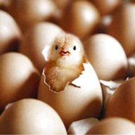 hatching eggs gebraucht kaufen