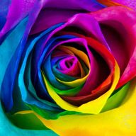 regenbogen rose gebraucht kaufen