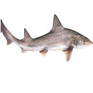 lemonfish gebraucht kaufen