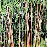roter bambus gebraucht kaufen