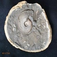 ammonit altdorf gebraucht kaufen