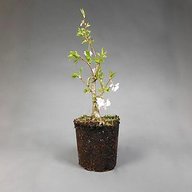 bonsai rohling gebraucht kaufen