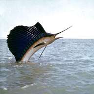 sailfish gebraucht kaufen