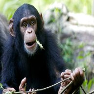 schimpanse gebraucht kaufen